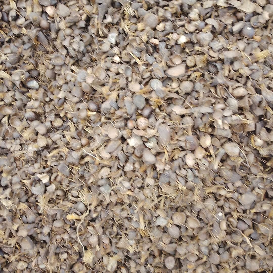 Close view of clean, dried palm kernel shell