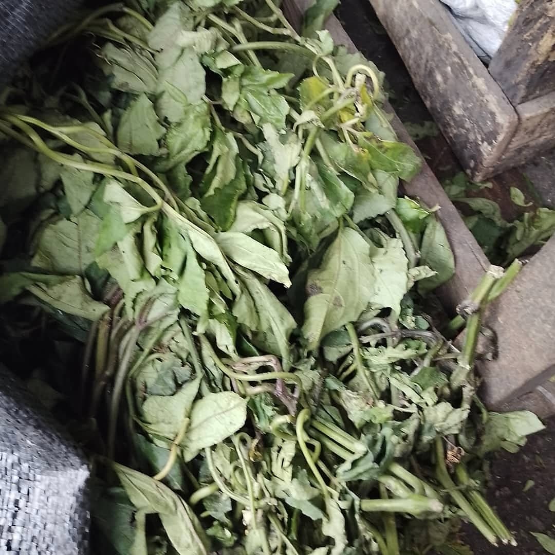 Freshly harvested ugu (fluted pumpkin) leaves